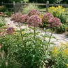 3x Eupatorium purpureum, purpurfarbene Pflanze, 20 cm hoch, Produktbild-Vorschau 3