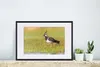 MuchoWow® Gerahmtes Poster Vogel - Gras - Natur - Tiere - Produktbild-Vorschau 4