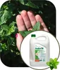A hand holding mint leaves next to a bottle of dish soap. Náhled obrázku produktu