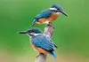 3 D Ansichtskarte Eisvögel, Eisvogel Postkarte Wackelkarte Produktbild-Vorschau 3