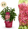 Hydrangea panniculata Groundbreaker Ruby - Hortensia - Voir les images du produit 1