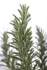 A close-up shot of a rosemary plant in a pot, with a white background. Produktbild-Vorschau