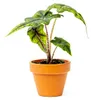 Gardner Alocasia Jacklyn, Durchmesser 6 cm Produktbild-Vorschau 1