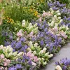 Green boutiQ - Gartenpflanze - Buddleja davidii Butterfly Produktbild-Vorschau 4