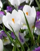 Krokus Jeanne d'Arc, witte bloembollen, 50 stuks. Productafbeelding-voorbeeld 10
