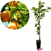 A collage showing ripe apricots on a tree branch and a young apricot tree in a pot. Náhľad obrázku produktu