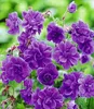 A close-up view of several purple flowers with green foliage in the background. Produktbild-Vorschau