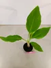 Sada 2 čínskych lotosových banánov - Musella lasiocarpa - Náhľad obrázku produktu 5