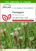 SAFLAX  - Piantaggine - 100 semi - Con substrato - Plantago Anteprima dell’immagine prodotto 1