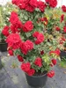 Kletterrose Amadeus® - Rosa Amadeus ® - blutrot - Duft+ - Produktbild-Vorschau 2