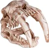 Terrario Lebka Sabertooth - lebka tygra do terária Náhled obrázku produktu 9