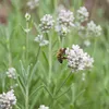 Bloomique - Zestaw 6 sztuk - Lavandula Angustifolia 'White' Podgląd zdjęcia produktu 5