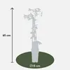 Waldrebe Clematis armandii Apple Blossom Produktbild-Vorschau 5