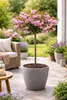 Prunus serrulata 'Kanzan' 100–120 cm – japonská čerešňa, Náhľad obrázku produktu 1