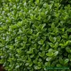 Stauden Gänge 5 x Ilex crenata 'Stokes' - Niedriger Berg Produktbild-Vorschau 2