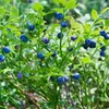 Plants by Frank | 6 Heidelbeerpflanzen 100% Biologisch | Produktbild-Vorschau 3