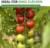 Stabtomaten Tamina Samen - Solanum lycopersicum Produktbild-Vorschau 9