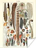 MuchoWow® Poster Federn - Tiere - Vögel 90x120 cm - Produktbild-Vorschau 1