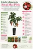 Litschi Kwai Mai Pink 100–140 cm – Litchi chinensis Lychee Produktbild-Vorschau 2