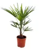 Trachycarpus fortunei Hanfpalme Gesamthöhe ca.  120 cm Produktbild-Vorschau 3