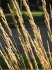 Stauden Gänge 1 x Calamagrostis x acutiflora 'Karl Förster' Produktbild-Vorschau 5