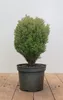 Thuja occidentalis 'Teddy', Kugel-Lebensbaum, kompakt, Produktbild-Vorschau 1