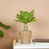 Bloomique - Brighamia Insignis - Palmier d'Hawaï - Plantes Voir les images du produit 2