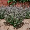 Bloomique - 3er Set - Thymus Vulgaris - Echter Thymian - Produktbild-Vorschau 6