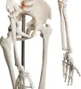 Jago® Menschliches Anatomie Skelett 181.5 cm - inkl. Produktbild-Vorschau 9