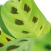 Bloomique - Maranta Kerchoveana - Gebetspflanze - Produktbild-Vorschau 3