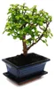 Bonsaj - Portulacaria afra - Nefritovník - Africký sloní Náhled obrázku produktu 4