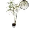 Set van 2 aspergesplanten (Asparagus officinalis) – Productafbeelding-voorbeeld 2