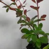 Berberys Thunberga  Atropurpurea 1L Podgląd zdjęcia produktu 5