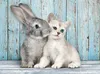 CLEMENTONI puzzle coniglio e gattino 500 pezzi Anteprima dell’immagine prodotto 2