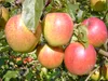 Apfelbaum `Rewena´ - Resistenzsorte - 120-140cm im 10 Liter Produktbild-Vorschau 6
