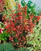 Cytisus scoparius 'Roter Favorit', Besenginster, rot, 60–80 Produktbild-Vorschau 2