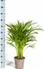 Dypsis Areca Lutescens – Goldfruchtpalme – Zimmerpflanze Produktbild-Vorschau 5