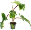 Philodendron squamiferum - dziki przyjaciel drzew o Podgląd zdjęcia produktu 1