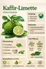 Kaffirská limetka 140–180 cm – Citrus Hystrix Combava – Náhľad obrázku produktu 2