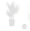 Bloomique - Washingtonia Robusta - Palmier éventail du Voir les images du produit 4