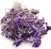 Lonas (Lonas Annua) - Flieder Produktbild-Vorschau 1