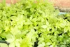 Jiaogulan / Gynostemma pentaphyllum / Kraut der Produktbild-Vorschau 3