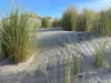 Stauden Gänge 1 x Ammophila arenaria im XXL Topf - Produktbild-Vorschau 2