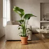Bloomique - Strelitzia Nicolai - Roślina rajskiego ptaka - Podgląd zdjęcia produktu 2