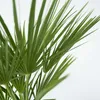A close-up view of green palm leaves against a white background. Podgląd zdjęcia produktu