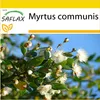 SAFLAX Kultivační sada - Pravá myrta / nevěsta myrta - Náhled obrázku produktu 10