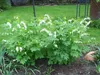 Stauden Gänge 1 x Dicentra spectabilis 'Alba' -  Weißes Produktbild-Vorschau 1