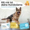 A German Shepherd dog wearing a dog diaper is standing in a living room setting. There are three informational badges in the foreground. Produktbild-Vorschau