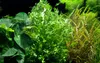 Aquarium Pflanze Microsorum pteropus 'Windeløv' auf Wurzel Produktbild-Vorschau 4