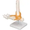 Anatomický model kostry v měřítku 1:1 v životní velikosti Náhled obrázku produktu 11